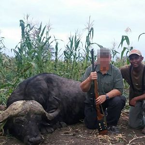 Zimbabwe Hunt Cape Buffalo