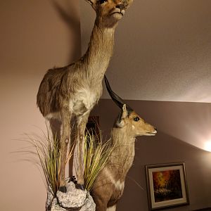 Reedbuck & Bushbuck Shoulder Mount Taxidermy