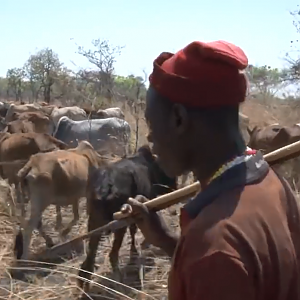 What happens to a hunting area once the safari operator is forced out