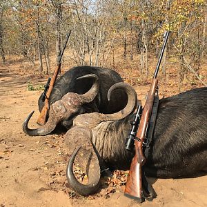 Hunting Cape Buffalo