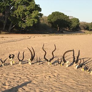 Trophy Hunt in Mozambique