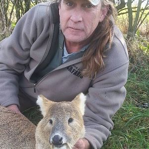 Chinese Water Deer Hunting England