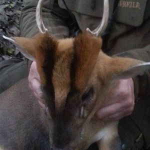 Muntjac Hunt in England