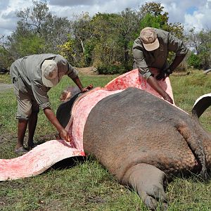 Skinning of Hippo