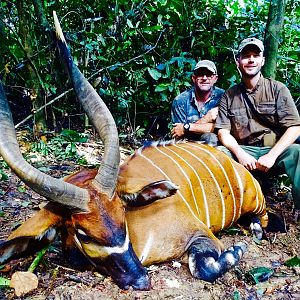 Bongo Hunting in the Congo