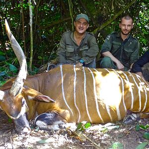 Bongo Hunting in the Congo