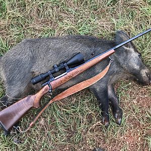 Hog Hunt