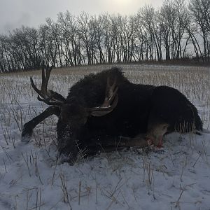 Moose Hunting