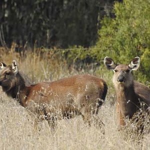 Sambar Deer