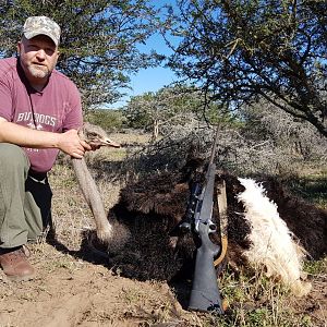 South Africa Hunt Ostrich