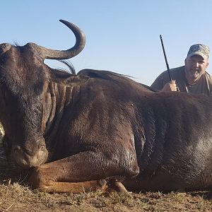 South Africa Hunting Blue Wildebeest