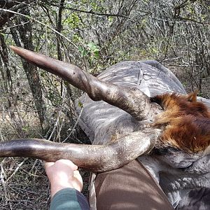 South Africa Hunting Eland