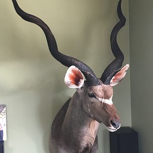 Kudu Shoulder Mount Taxidermy