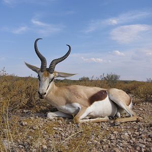 Springbok Hunting in South Africa