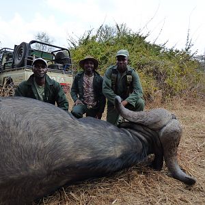 Cape Buffalo Hunt in Zimbabwe