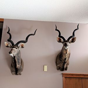 Kudu Shoulder Mount Taxidermy