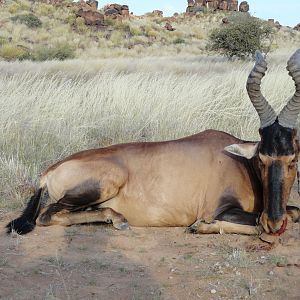 Namibia Hunting Red Hartebeest