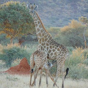 Giraffe in Namibia