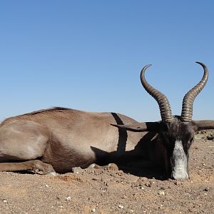 Namibia Hunting Black Springbok