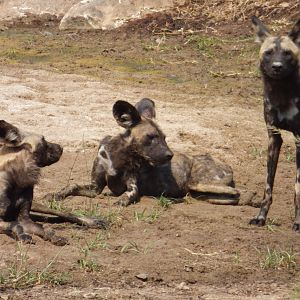 Pack of African WIld Dogs