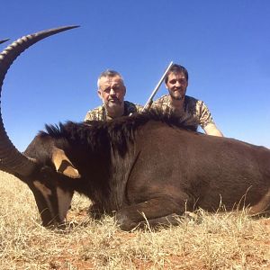 Sable Antelope Hunt in South Africa