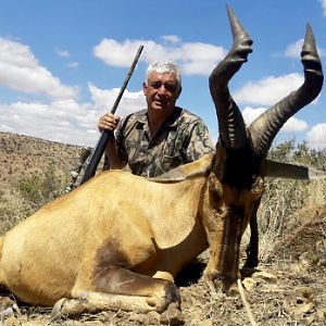 South Africa Red Hunting Hartebeest