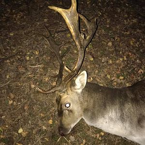 Fallow Deer Hunting England