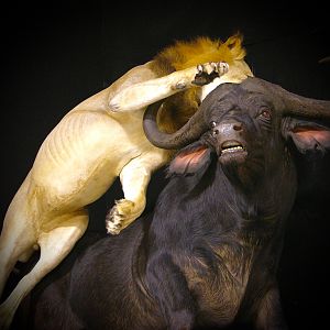 Lion Attacking Buffalo Full Mount Taxidermy