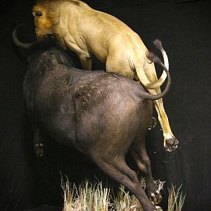 Lion Attacking Buffalo Full Mount Taxidermy