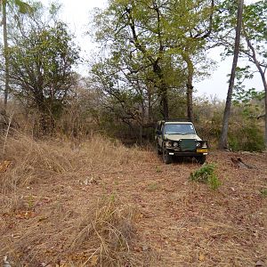 Zimbabwe Hunting Leopard