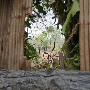 View from the blind to the bait tree