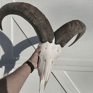 Aoudad European Skull Mount Taxidermy