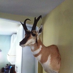 Pronghorn Shoulder Mount Taxidermy