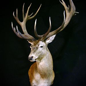 Red Stag Shoulder Mount Taxidermy