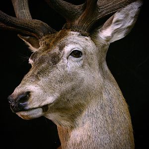 Red Stag Shoulder Mount Taxidermy