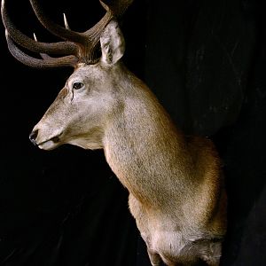 Red Stag Shoulder Mount Taxidermy