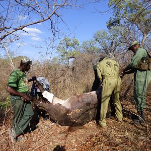 Cape Buffalo Hunt Zimbabwe