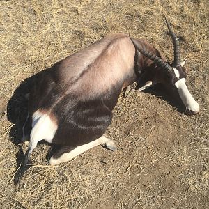 14-5/8” Inch Bontebok in South Africa