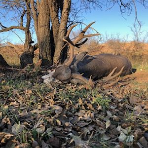 Mule Deer Hunt