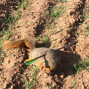 Bow Hunting Squirrel