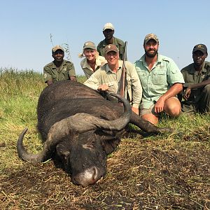 Mozambique Cape Buffalo