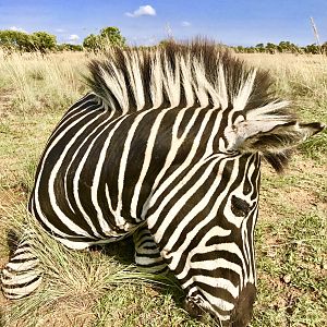 South Africa Burchell's Plain Zebra Hunting