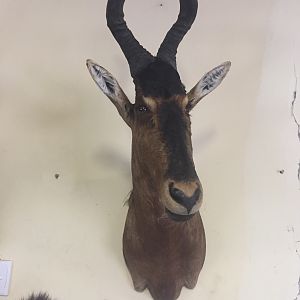 Red Hartebeest Shoulder Mount Taxidermy