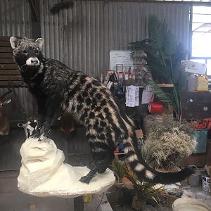 African Civet Cat Full Mount Taxidermy