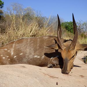 Bushbuck Hunt Zimbabwe