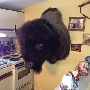 Bison Shoulder Mount Taxidermy
