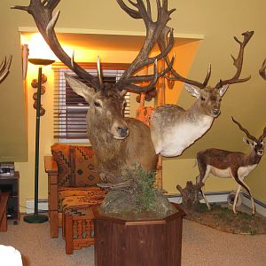 Buck Pedestal Mount Taxidermy