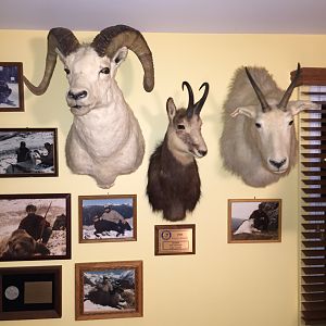 Dall Sheep, Chamois, Mountain Goat Shoulder Mount Taxidermy