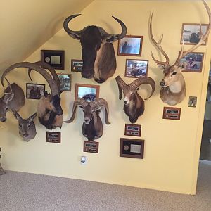 Trophies Taxidermy