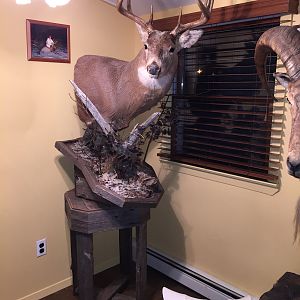 Buck Pedestal Mount Taxidermy